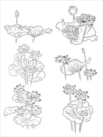 荷花