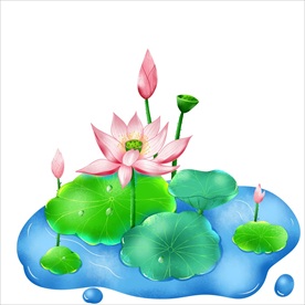 荷花