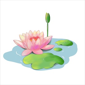 荷花