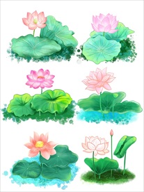 荷花