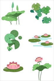 荷花