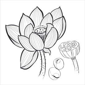 荷花