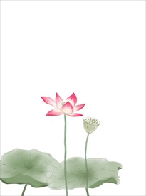 荷花