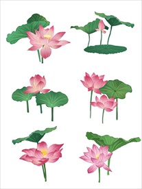 荷花