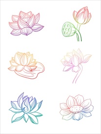 荷花