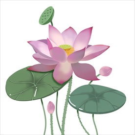 荷花