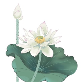 荷花