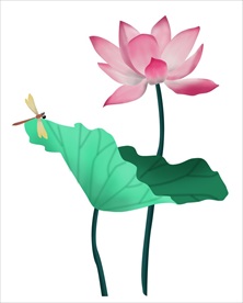 荷花