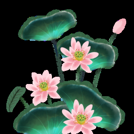 荷花