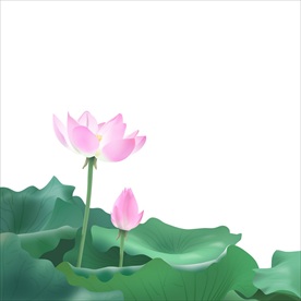 荷花