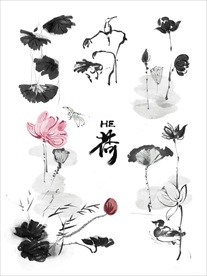 荷花