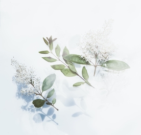 花卉