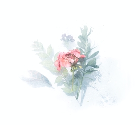 花卉