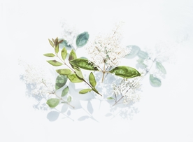 花卉