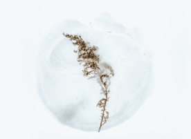 花卉