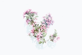 花卉