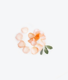 花卉