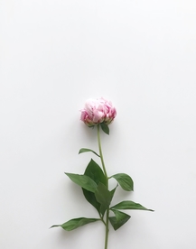 花卉
