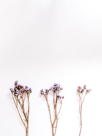 花卉