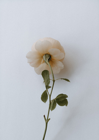 花卉