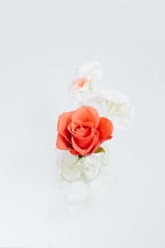花卉