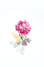 花卉