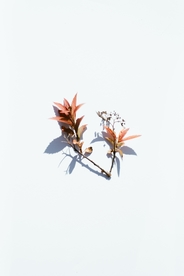 花卉