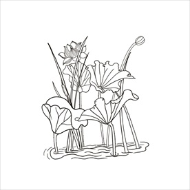 荷花