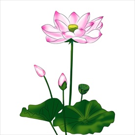荷花