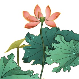 荷花