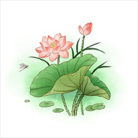 荷花
