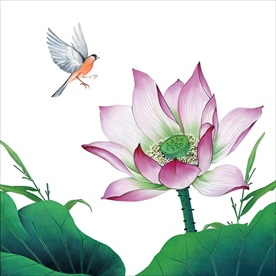 荷花