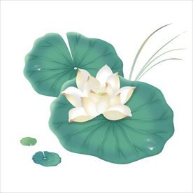 荷花