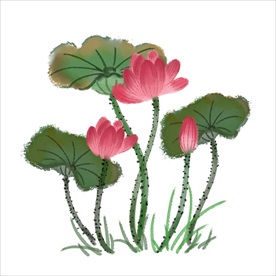 荷花