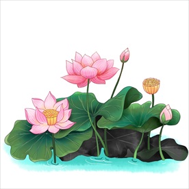 荷花