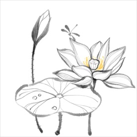 荷花