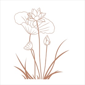 荷花