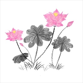 荷花