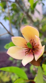 含笑花