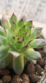 观音莲