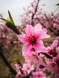 桃花