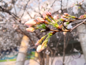 樱花