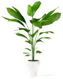 箭根薯
