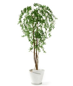 山茶花