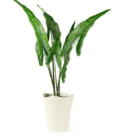鹤望兰