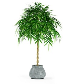 毛竹