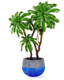 莲花掌