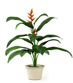 蝎尾蕉