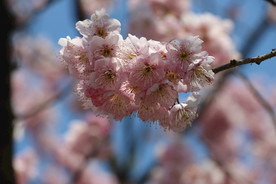 樱花