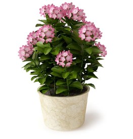 龙船花